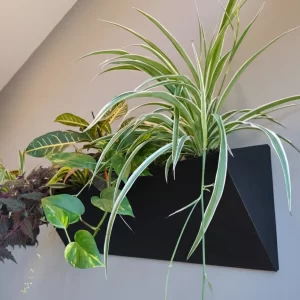 Gemini_Generated_Image_p901hp901hp901hp